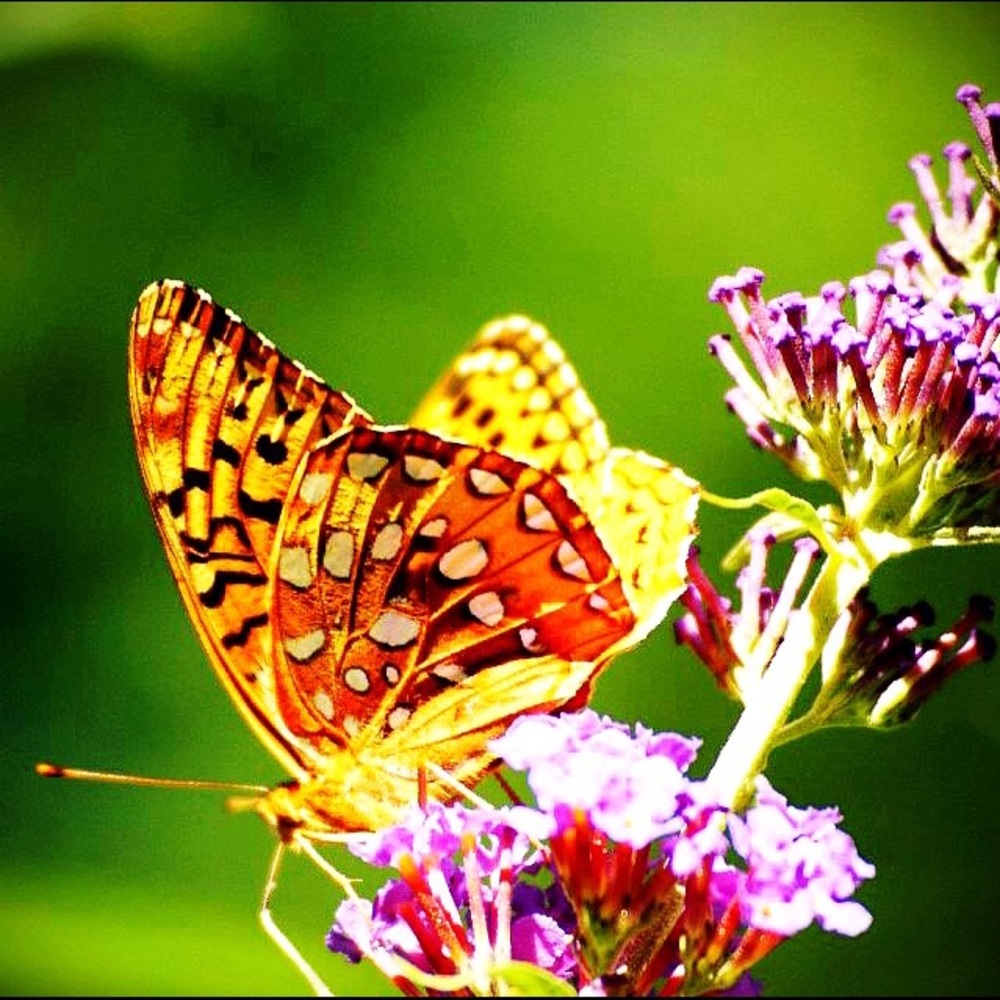 Meet your Posher, Charlie